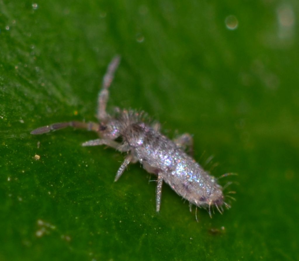 Collembolo Entomobryidae